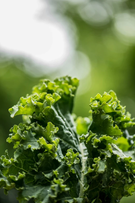 a head of lettuce with leafy green leaves