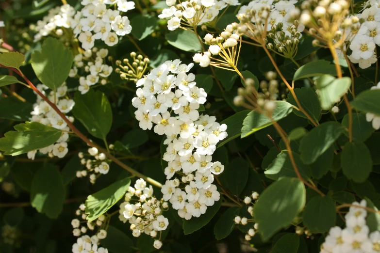 a bush with lots of white flowers on top of it