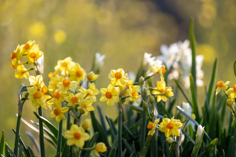 some yellow flowers growing out of the ground