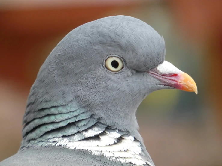 the head and shoulder of a gray bird