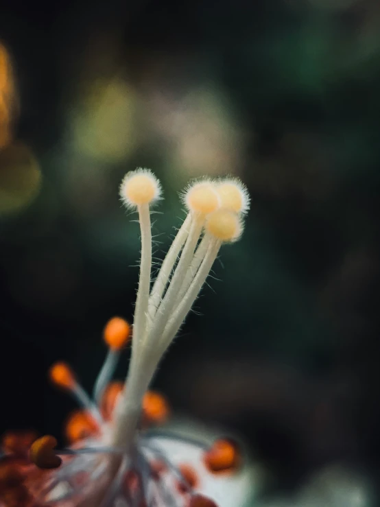 a group of white, small, and fuzzy flower buds with some brown tips