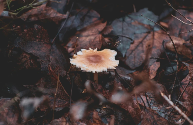 the small mushrooms look like they are floating on the ground