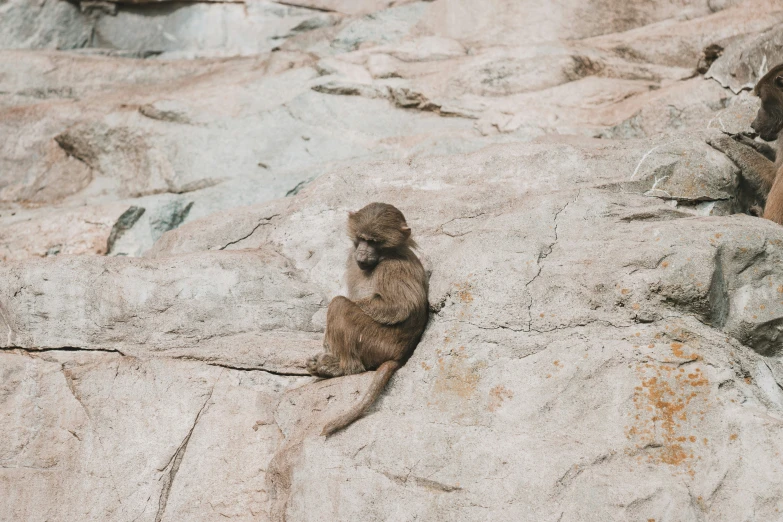 there is a baby monkey that is standing on some rocks