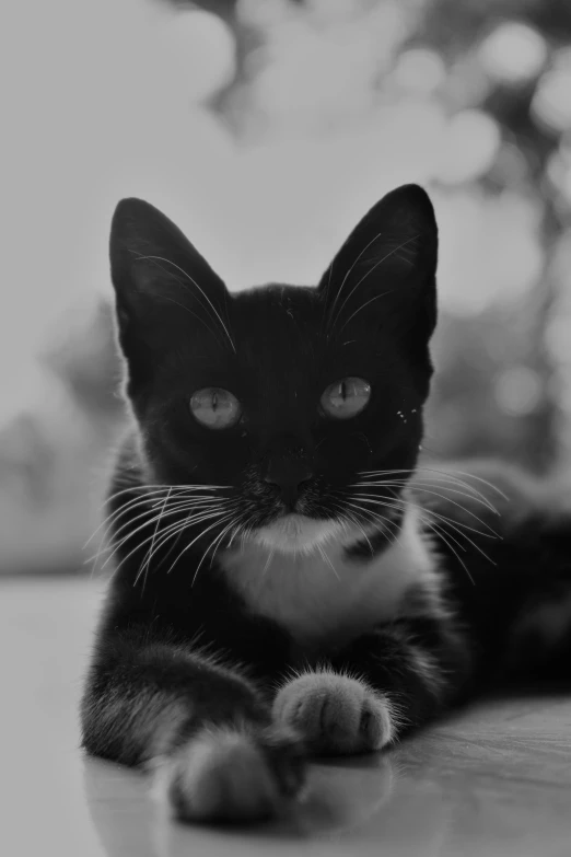 a black and white kitten sitting on the floor