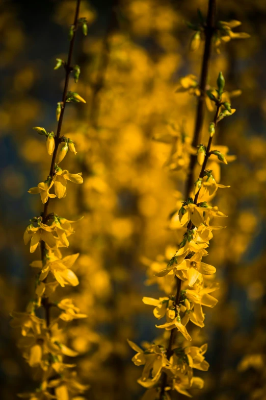 some yellow flowers are hanging from a nch