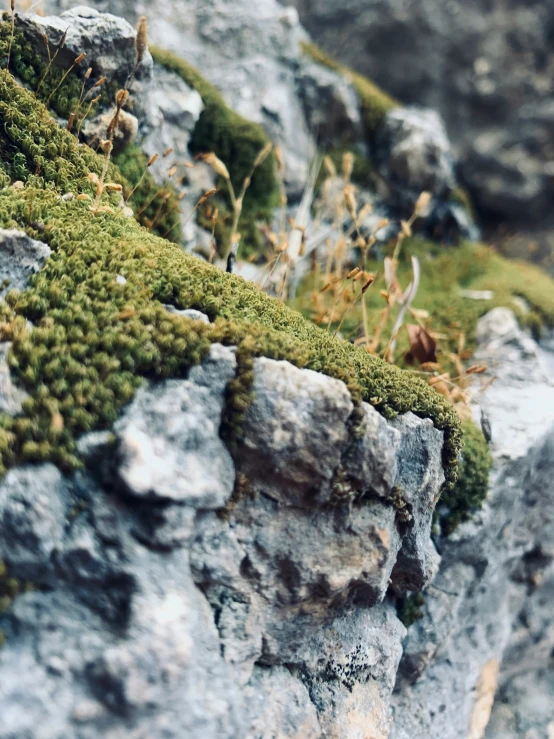 a very small furry animal in the rocky grass