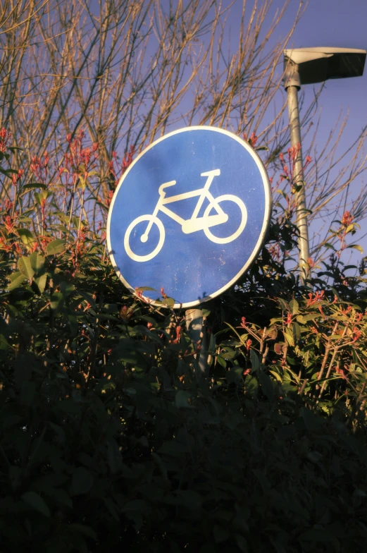a blue sign that says bicycle next to some red plants