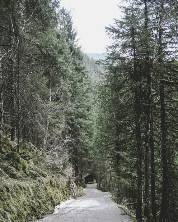 the road is surrounded by trees on both sides