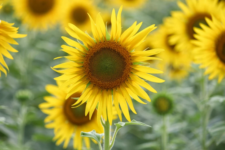 a field full of yellow sunflowers with lots of sunlight