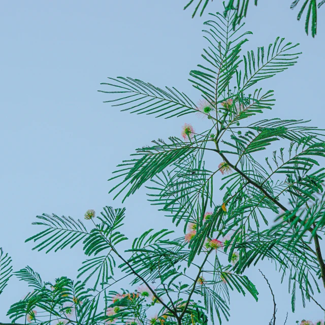 a small tree with small red flowers and leaves