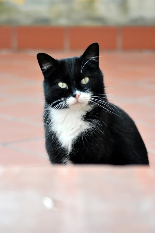 a black and white cat sitting on a tile floor