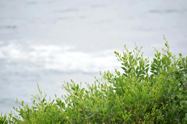 a bird sitting on top of a tree near the ocean