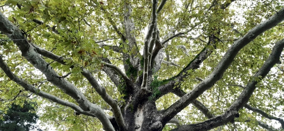 a tall tree with lots of green leaves on it