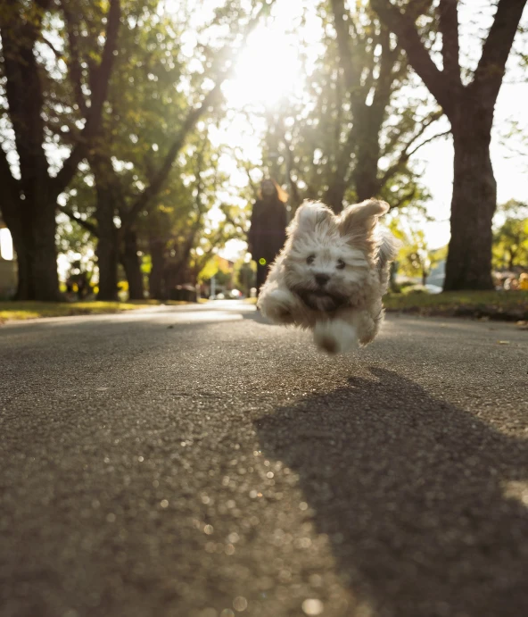 a little white dog jumping in the air towards soing