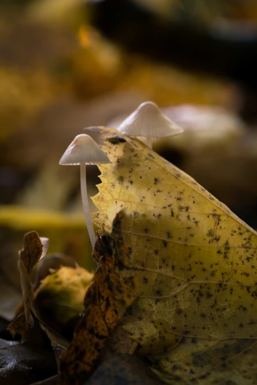 some mushrooms with leaves on the ground