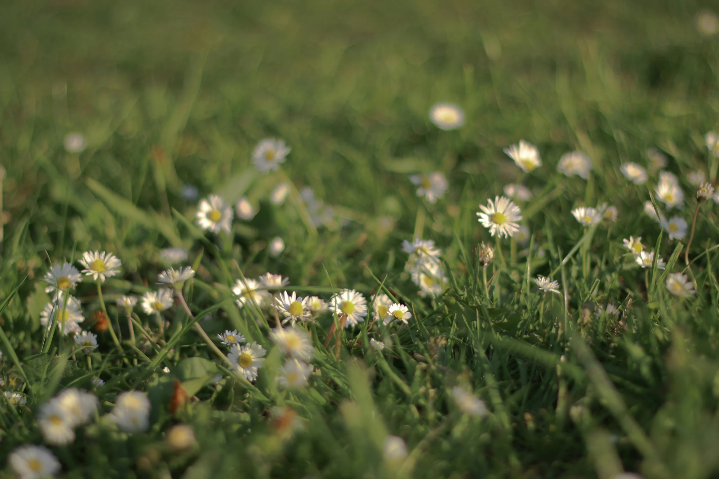 a bunch of daisies that are on the grass