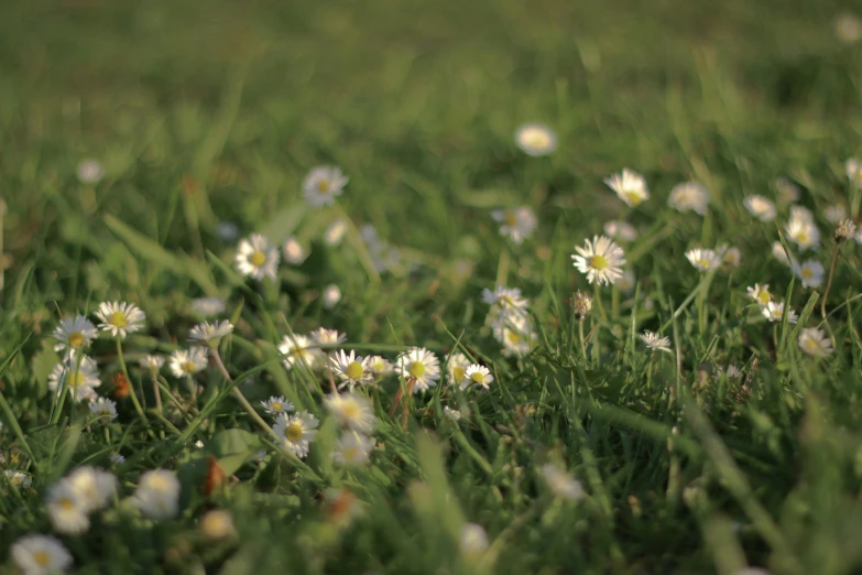 a bunch of daisies that are on the grass