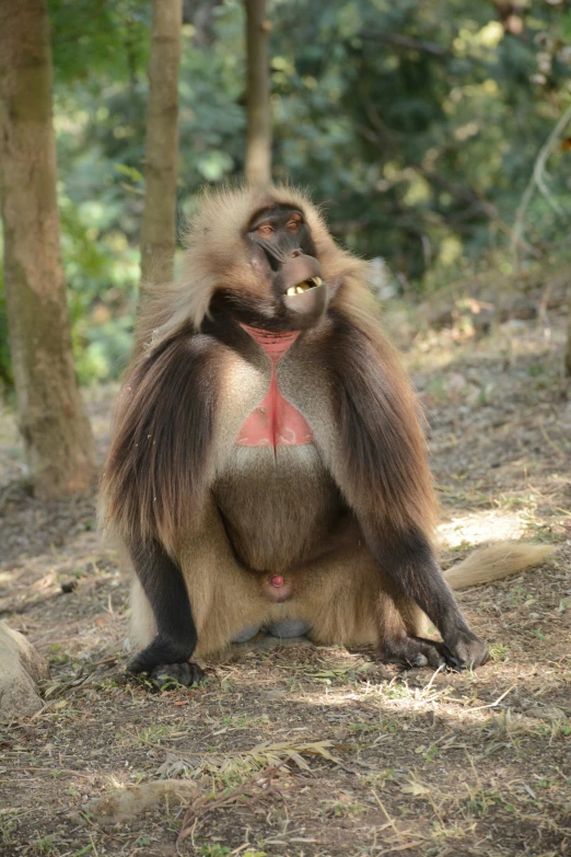 a baboon with red and black decoration on his back