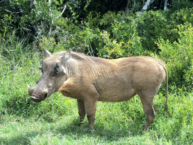 a large rhino grazing in a grassy field