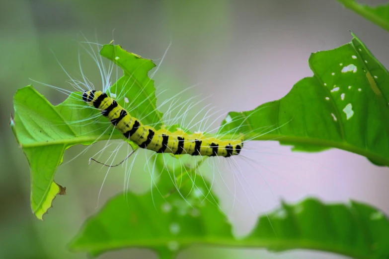 a caterpillar is hanging on the green leaves