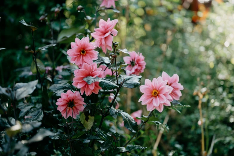 a bunch of pink flowers that are in a field