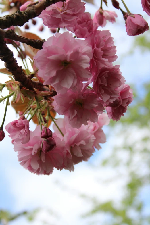 pink flowers are growing on a tree in the fall