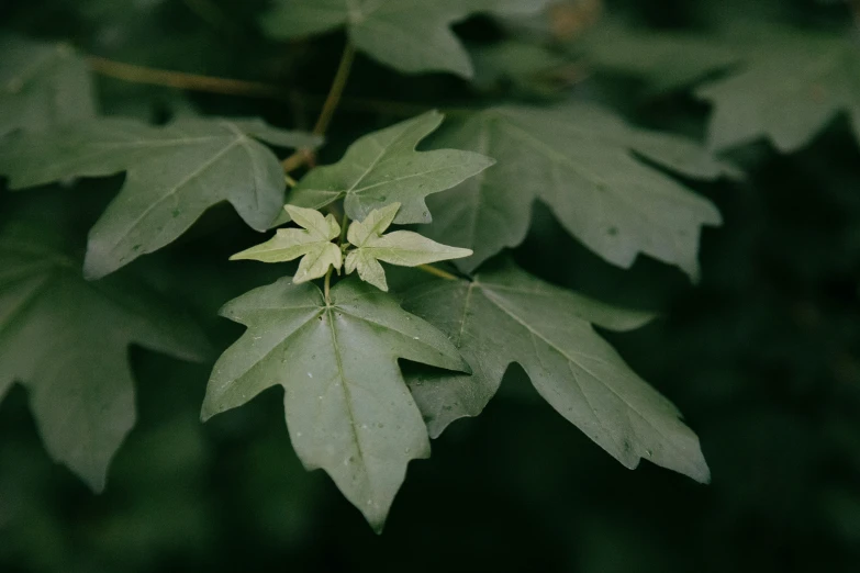 the leaves are green and a white center looks bright