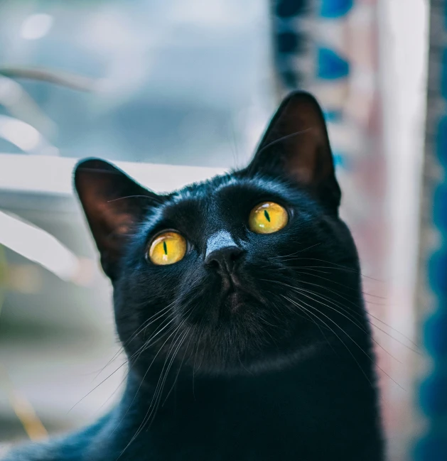 a close up of a black cat looking upward