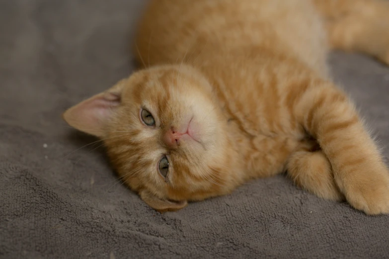 a cat that is laying on its back