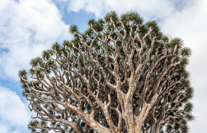 the tree is tall and large in size