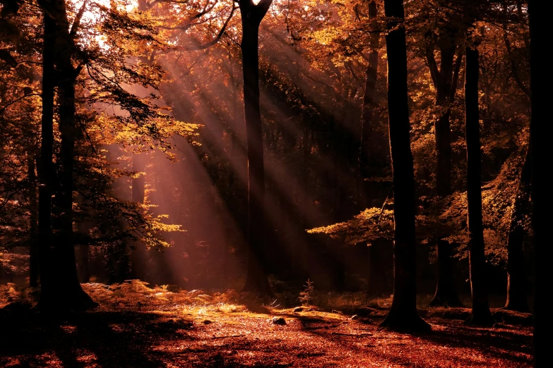 a light shines into the woods on a sunny day