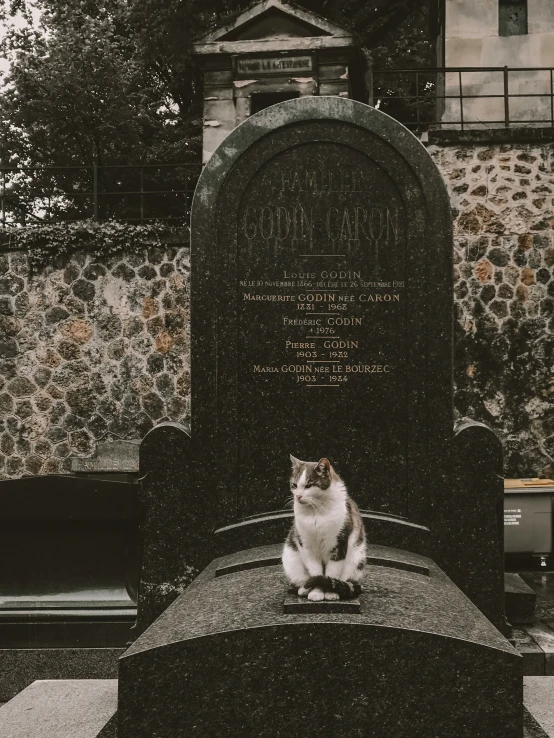 a cat that is sitting on top of a grave