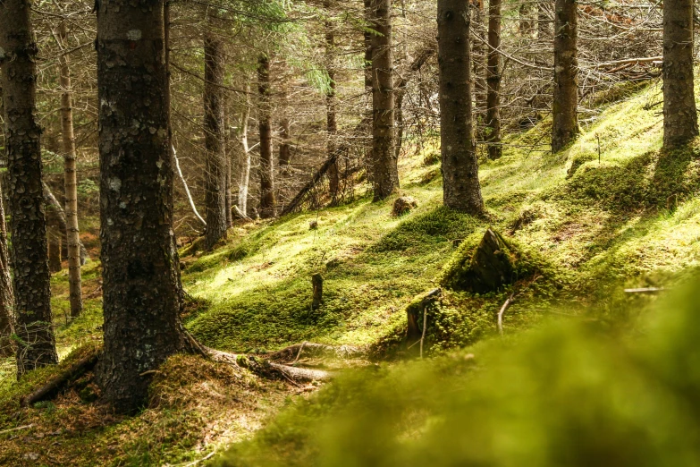 the sun shines on some very green grass and trees