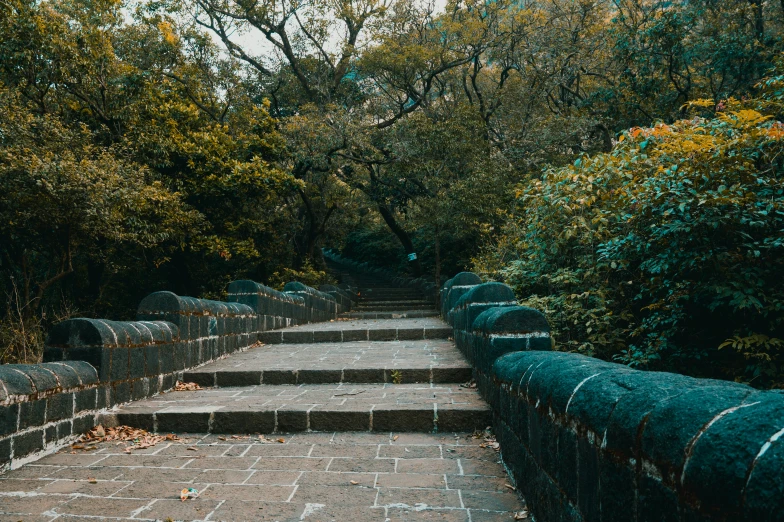 concrete steps in the forest with some foliage around them