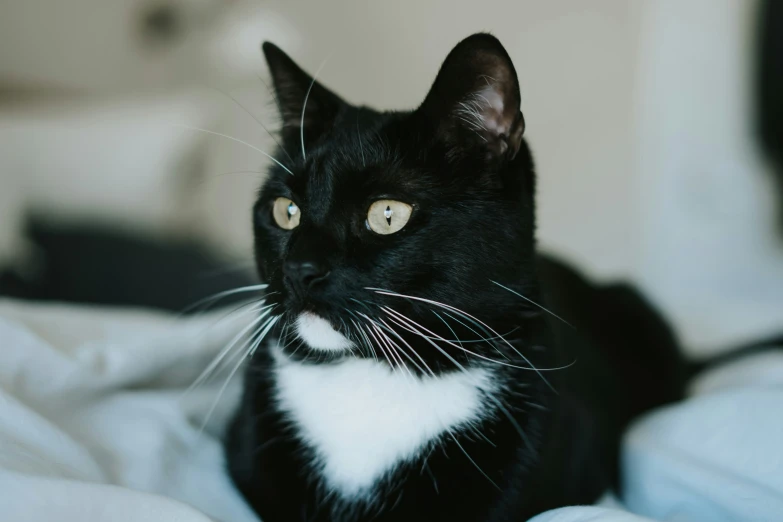 a close up of a cat sitting on a bed