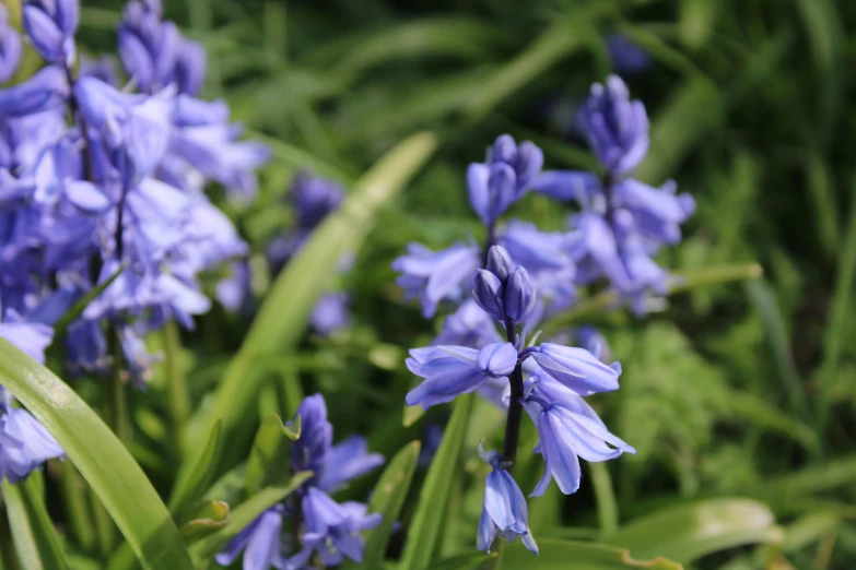 many purple flowers growing in a grassy area