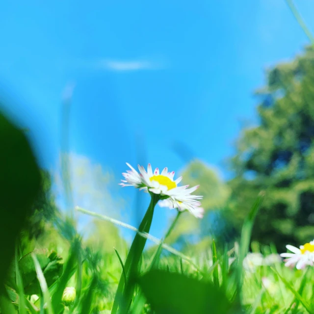 some white flowers and some green grass and trees