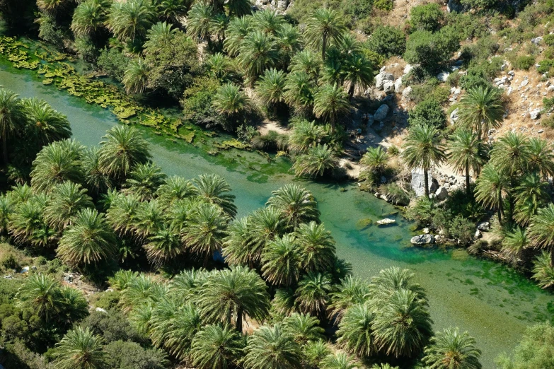 an aerial view of a stream surrounded by forest