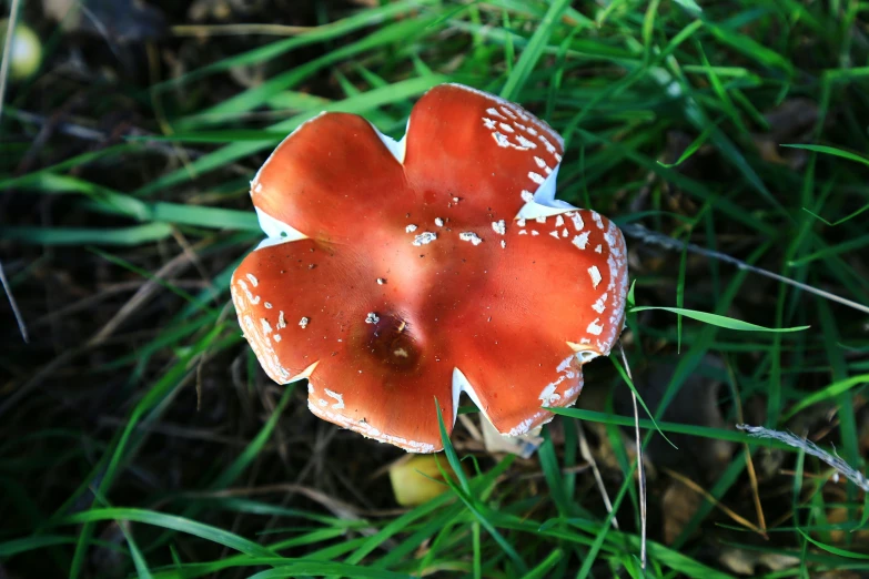 a bright orange mushrooms sits in some grass