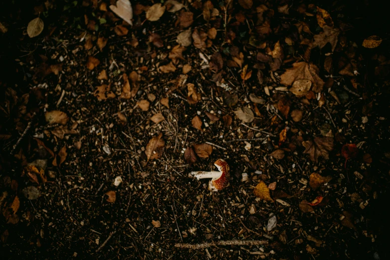 a red and white bird on the ground