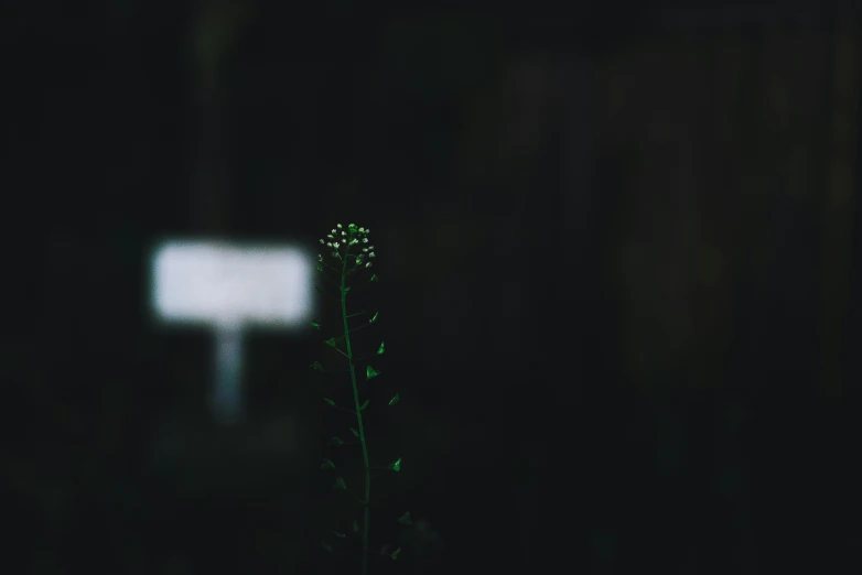 a small green plant with a blurry background