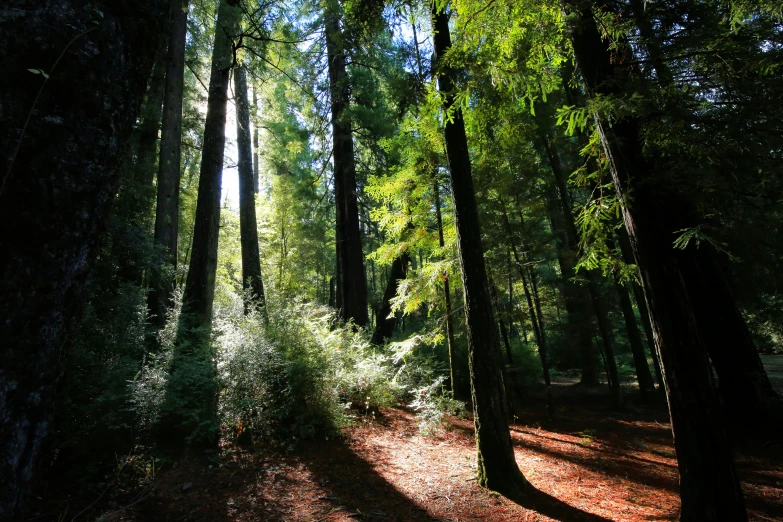 the sun shines on trees as they grow in a forest