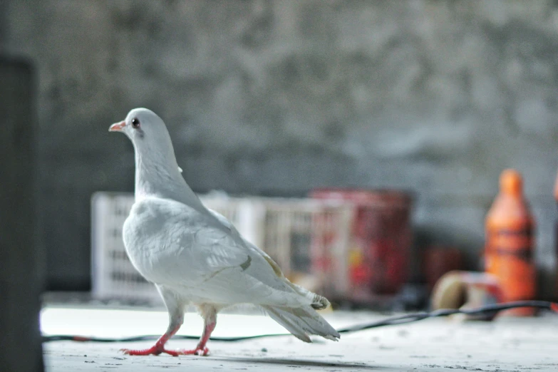 a white bird standing on top of a sidewalk next to other items