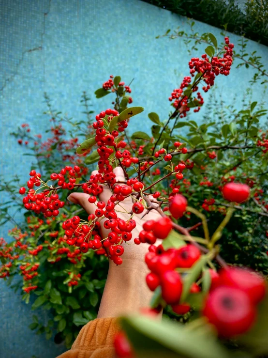 a person holding plants with red berries in their hands