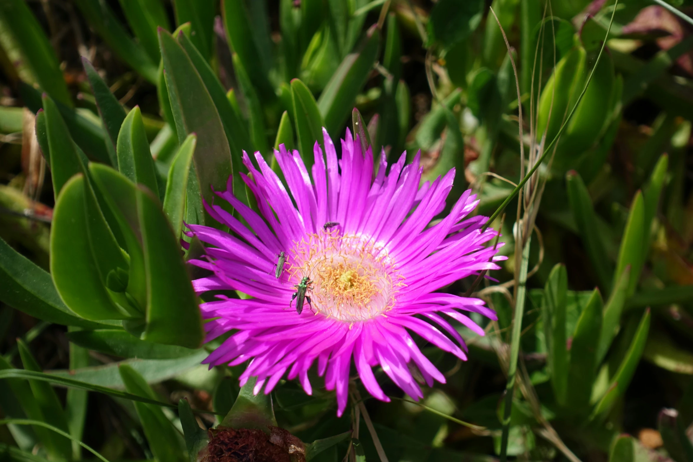 a pink flower is on the grass