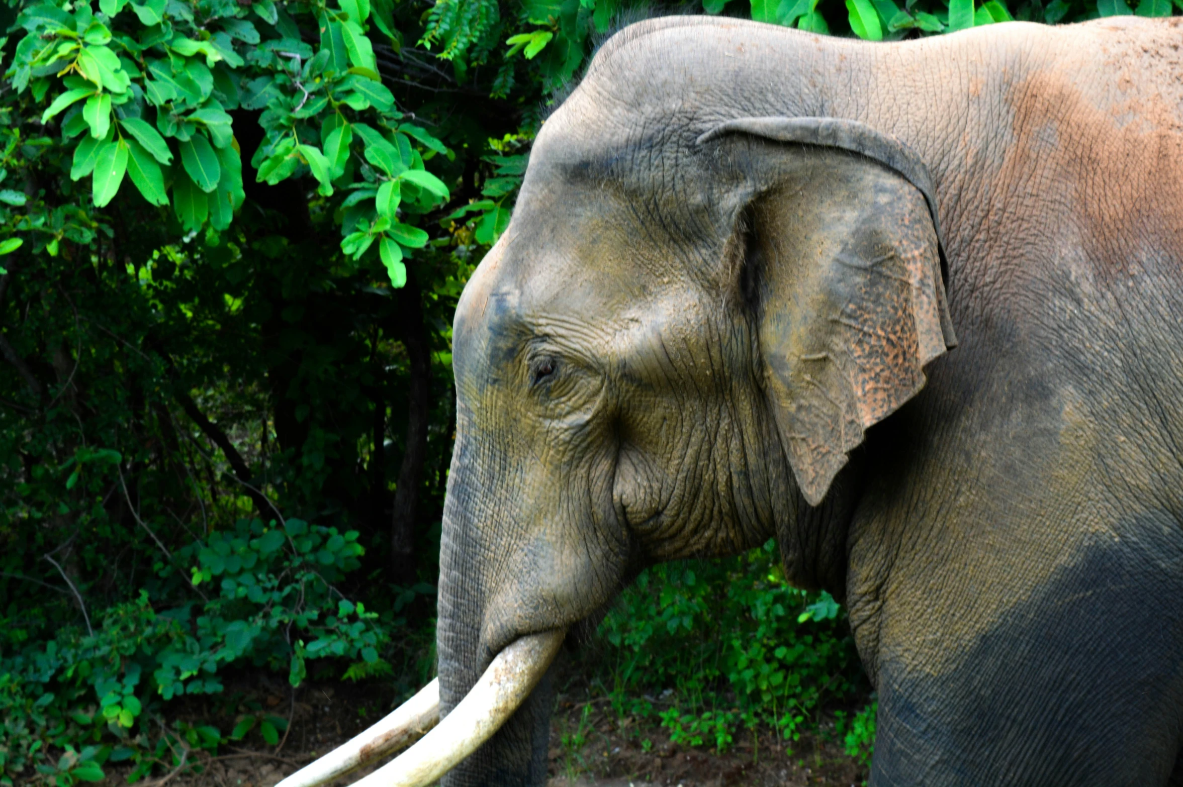 a large elephant stands next to the green trees