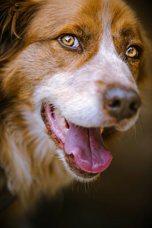 the dog is brown, white and black looking