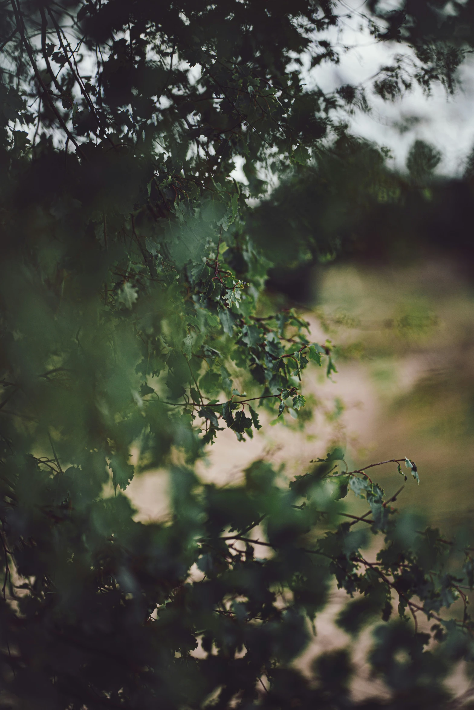 an open field with grass and some trees