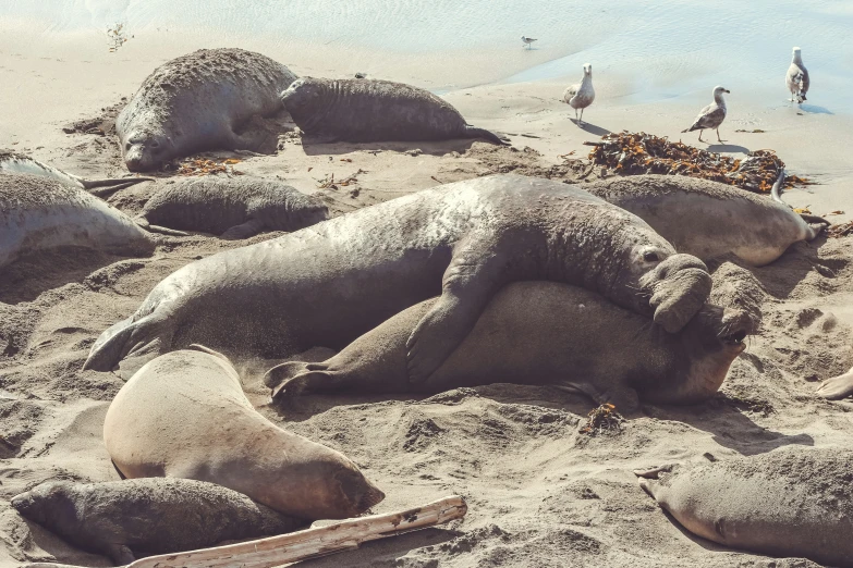 a bunch of elephants laying in the sand