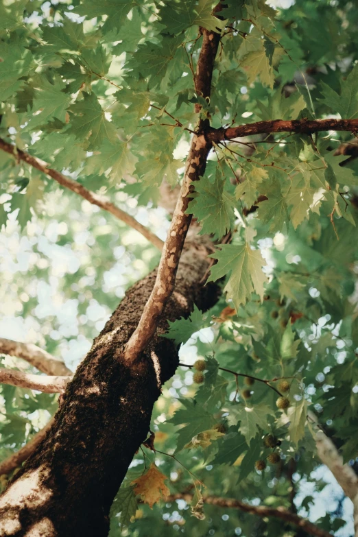 a brown and white cat climbs up into the top of a tree